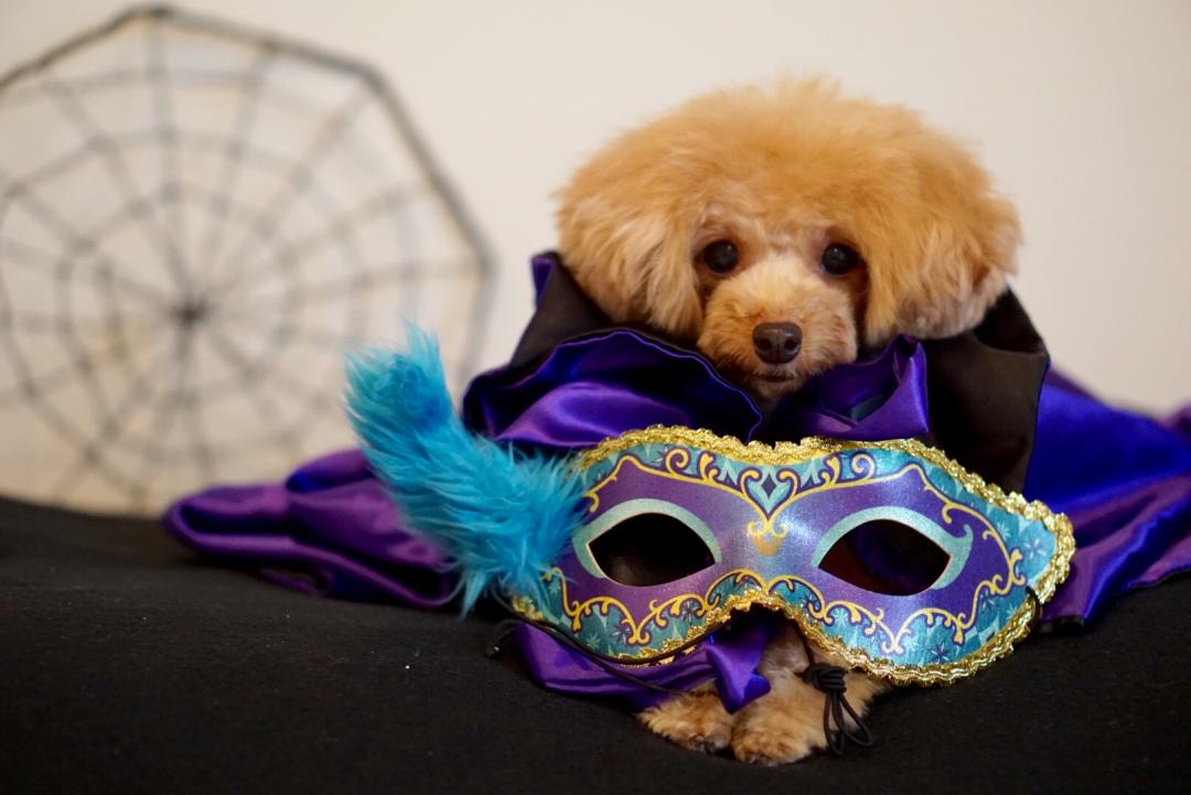 ハローウィンパーティに参加！