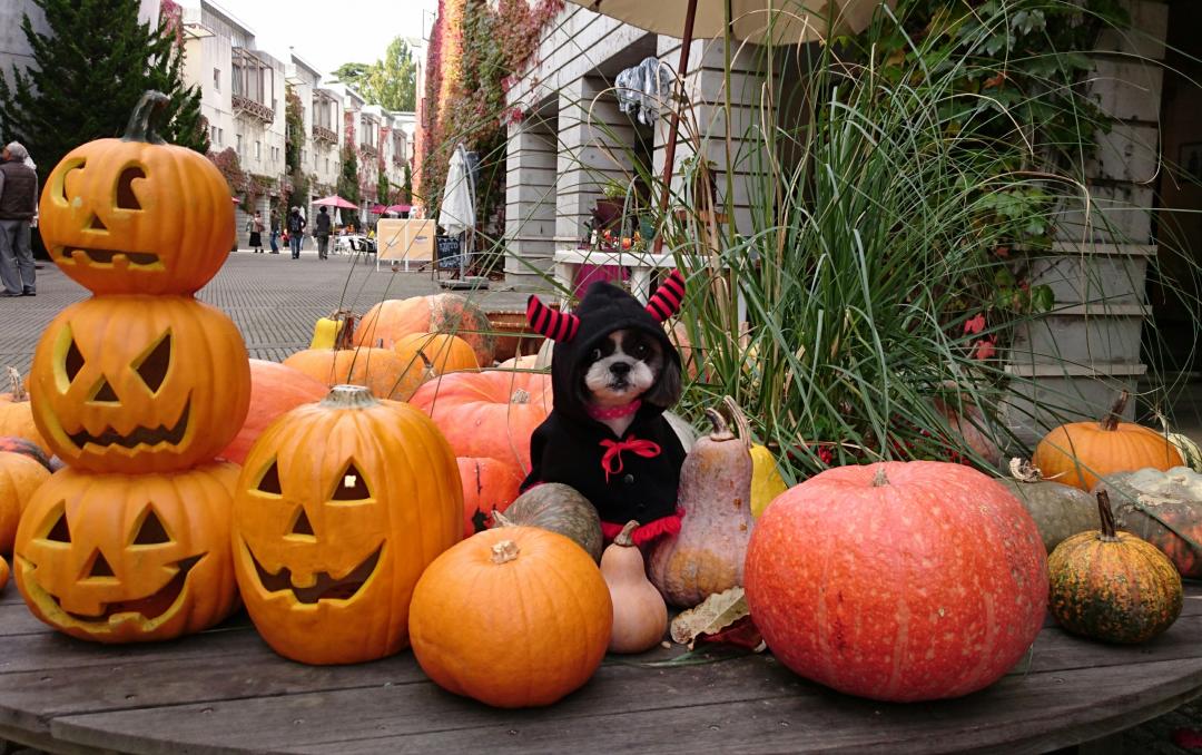 ハツピーハロウィン♪