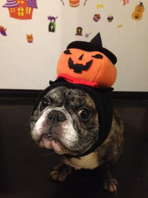 かぼちゃ犬ヅラでハッピーハロウィン