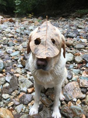 Autumn Mask Dog