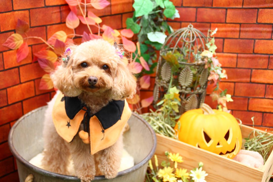 ハロウィン大好き💕