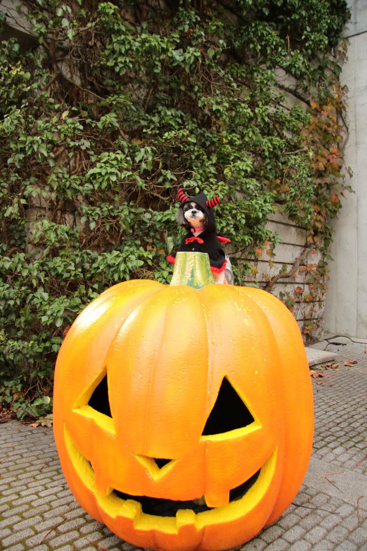 大きなカボチャの上からハッピーハロウィン♪