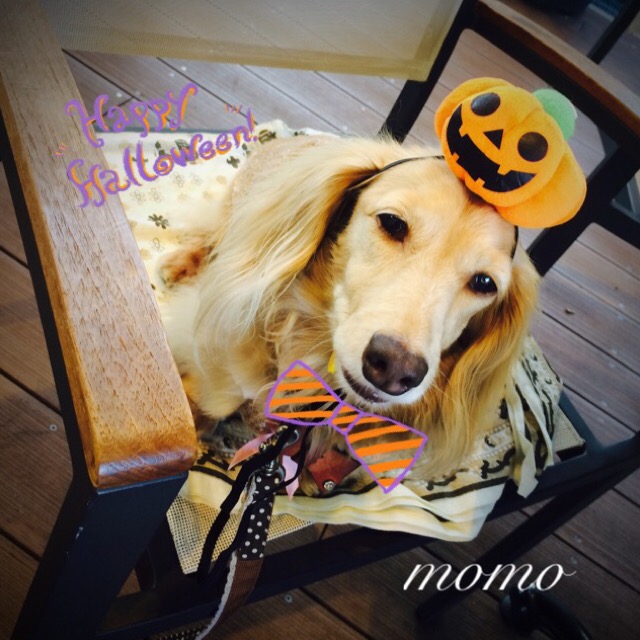 ハッピー ハロウィン🎃