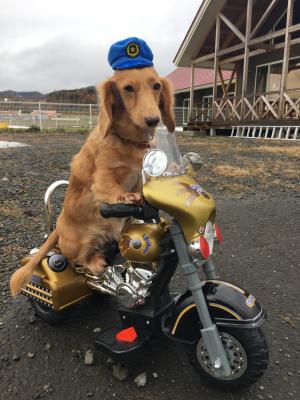 無邪気に遊ぶシニア犬