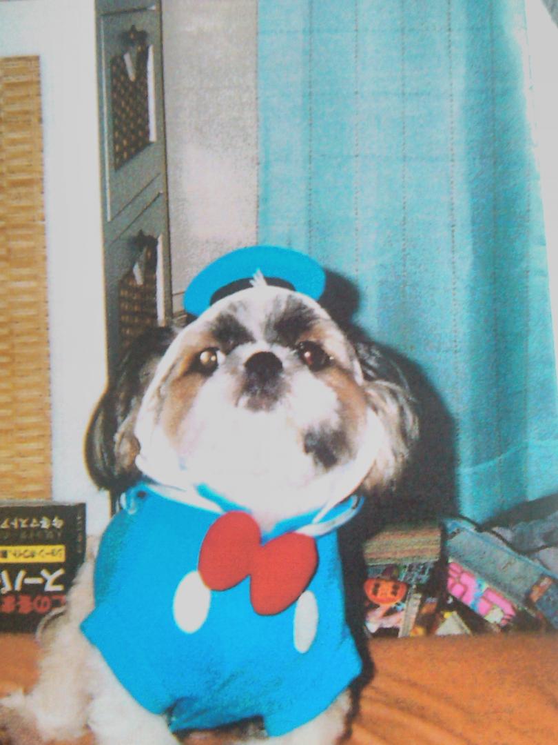 ドナルドダック？