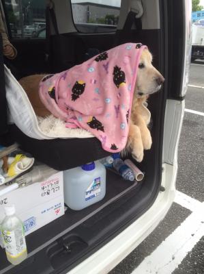 熊本地震で車中泊。愛犬の無邪気さに救われました