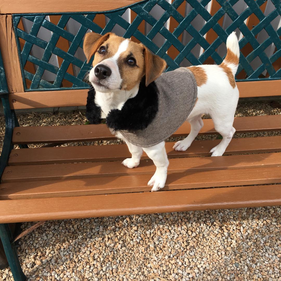 シャーロックそらまめ そらまめさんの投稿写真 犬 愛犬フォトコンテスト イヌトミィ