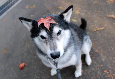 柴犬さんの秋