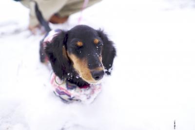 初めての雪