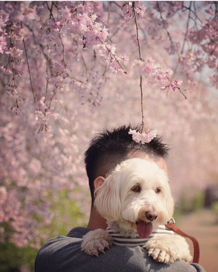 桜のシャワー