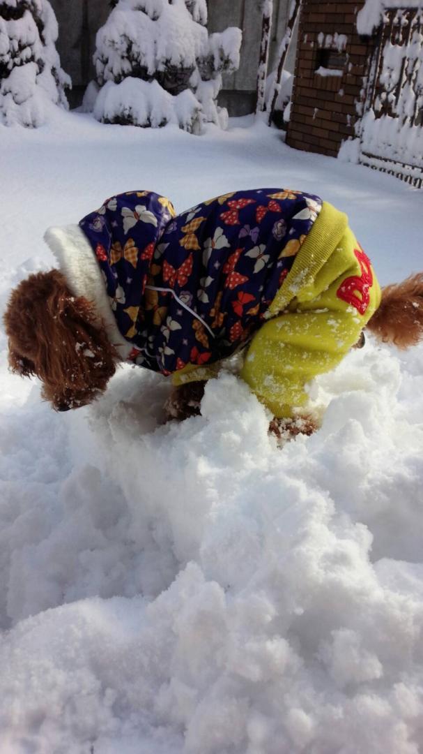 はじめてますの雪