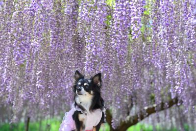 藤の花に囲まれて