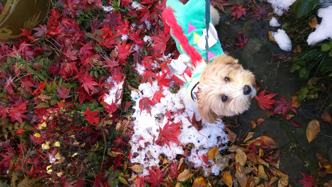 紅葉と初雪