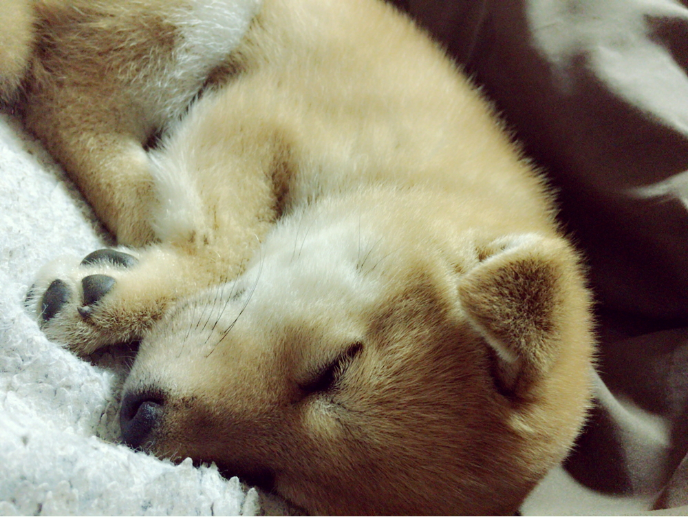 犬はこたつで丸くなる～♪