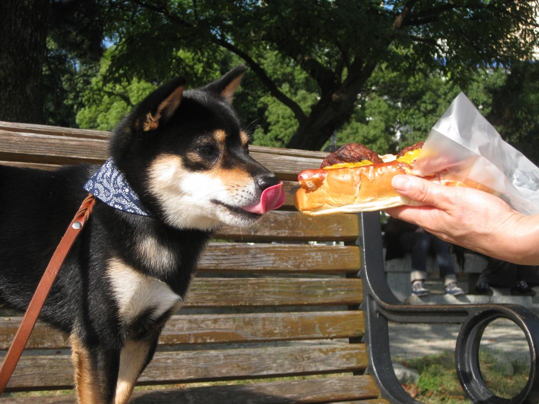 これが熱い犬（ホットドック）か