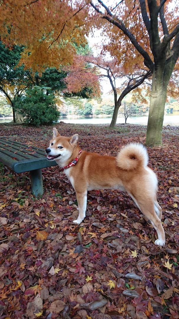 紅葉にご機嫌