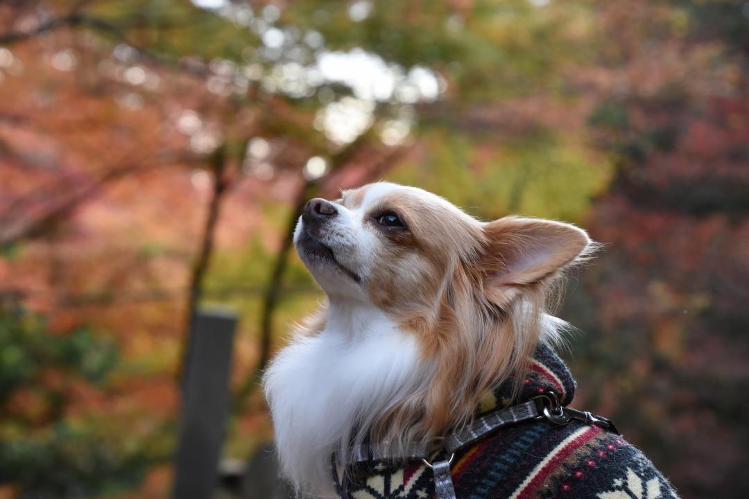 紅葉の中何を想う？