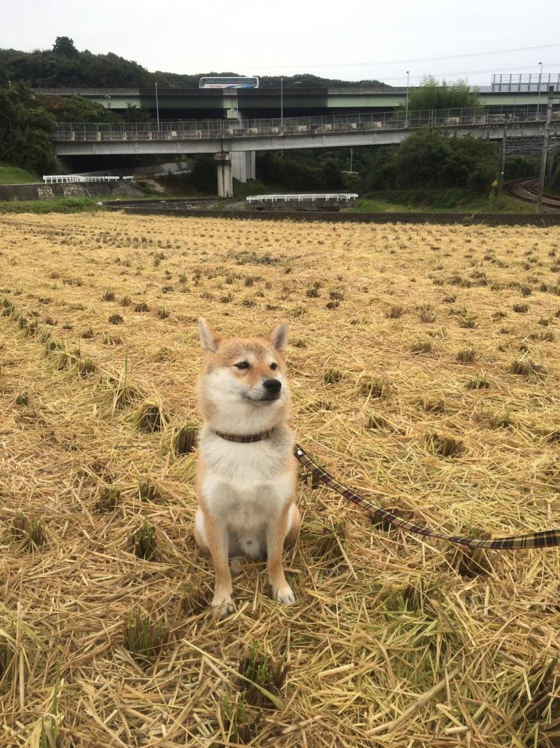 刈り終えました