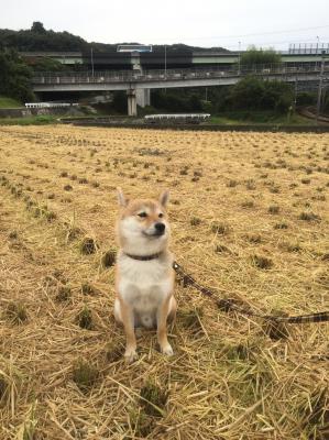 刈り終えました