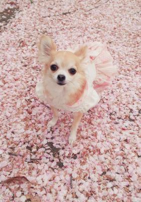ふわふわの桜の絨毯*.+ﾟ♪