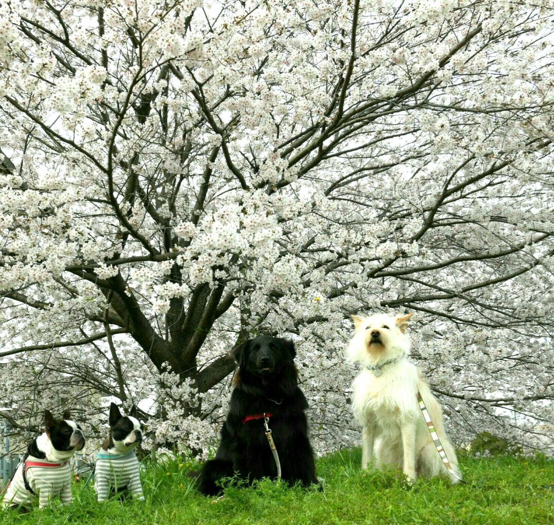 来年も、また来よう🎵