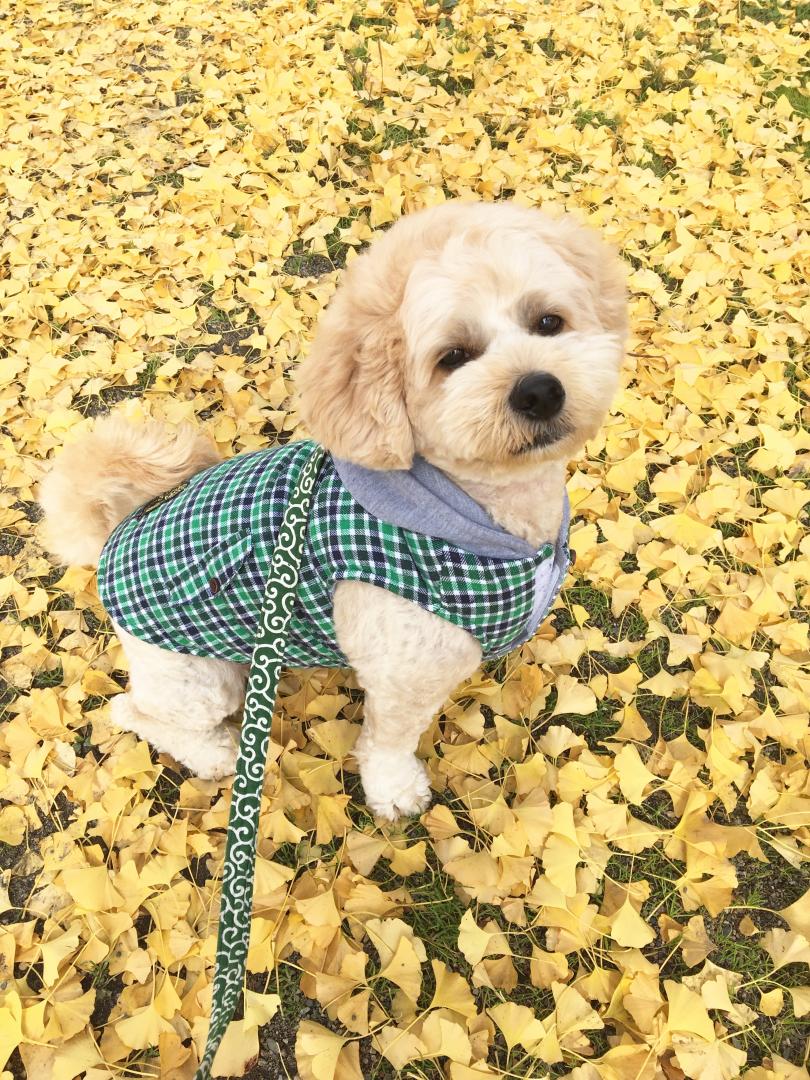 イチョウの絨毯 Aikoさんの投稿写真 犬 愛犬フォトコンテスト イヌトミィ