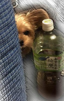 覗き👀🐶