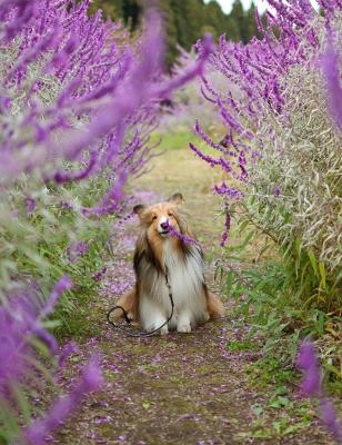 お花のトンネルで