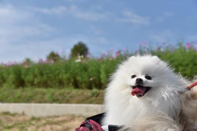 風が気持ち良いワン