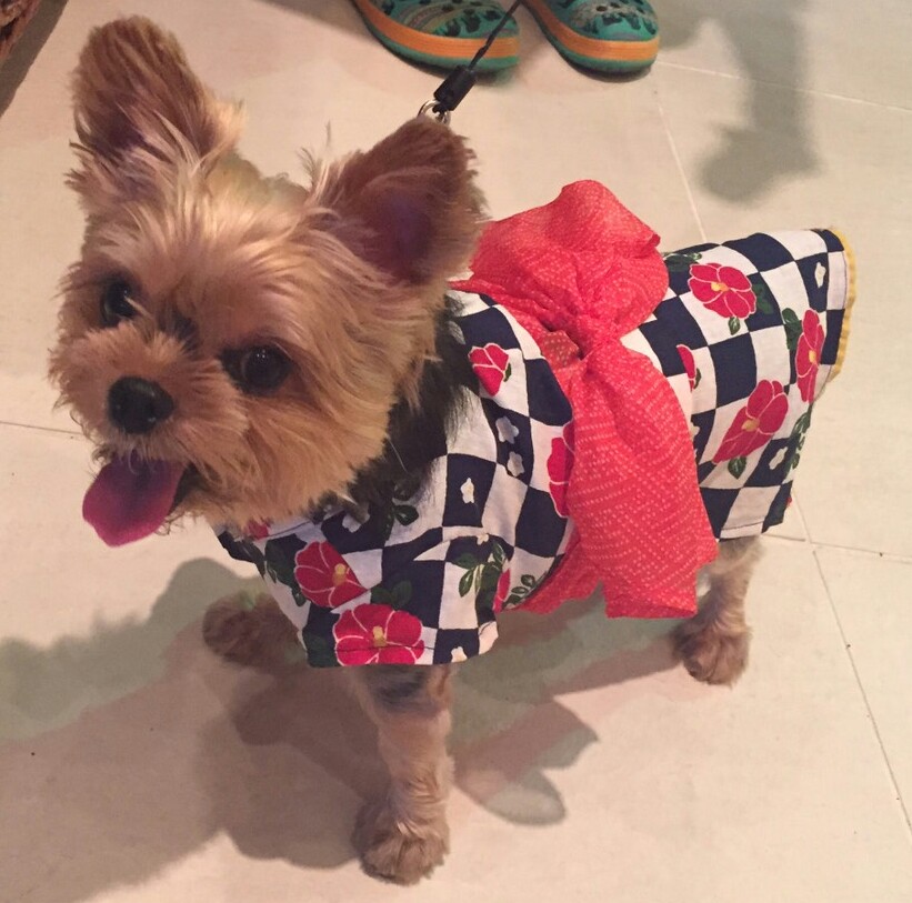 浴衣🐶👘