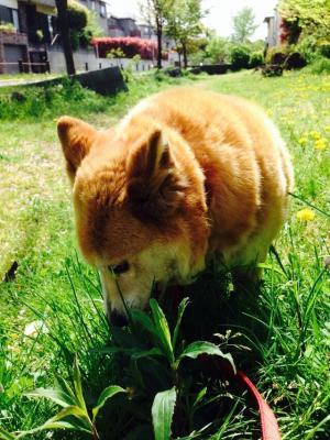 ほんとは、こんなまるくないよ。お団子みたいにまるいけど、ほんとのぼくはイケメン君。ただ、だいすきな草に夢中だったの。