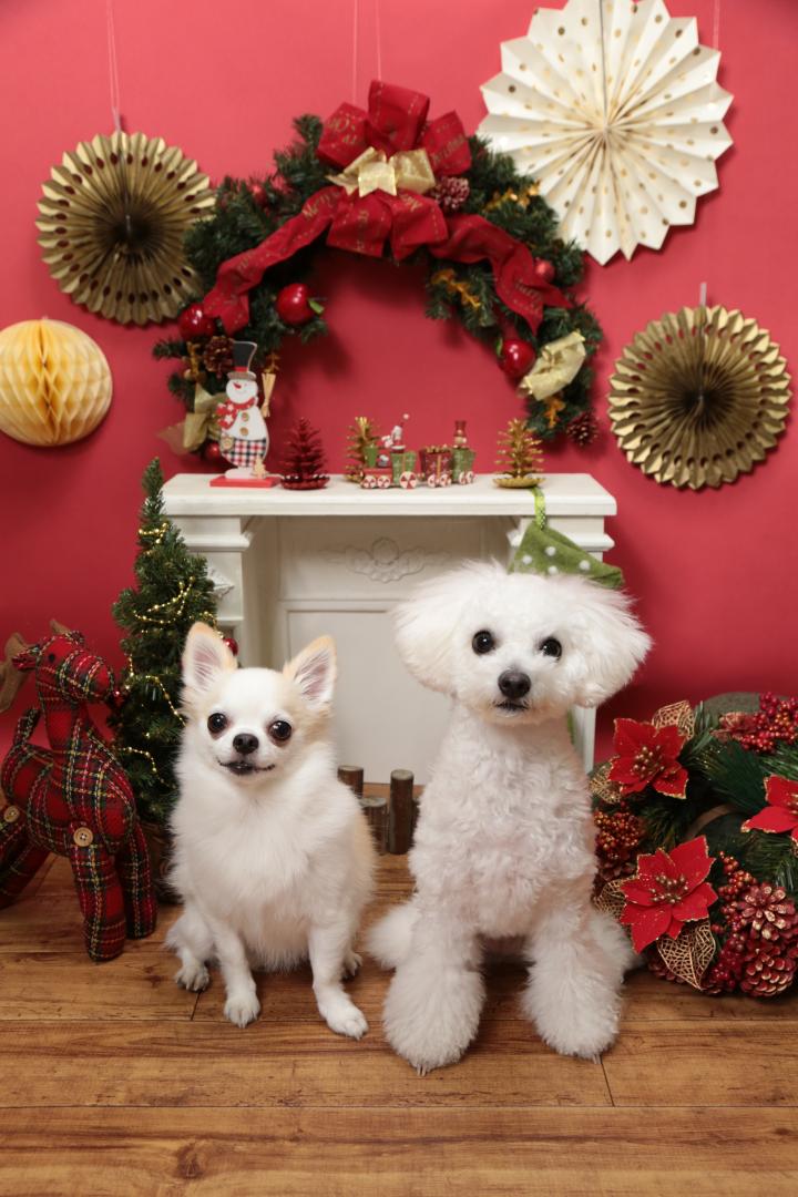 二匹で迎えるクリスマス