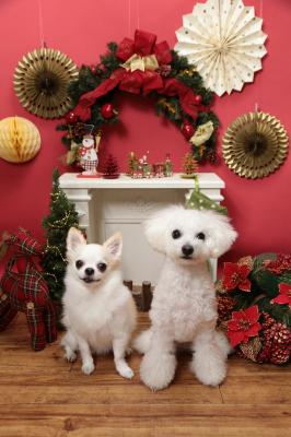 二匹で迎えるクリスマス