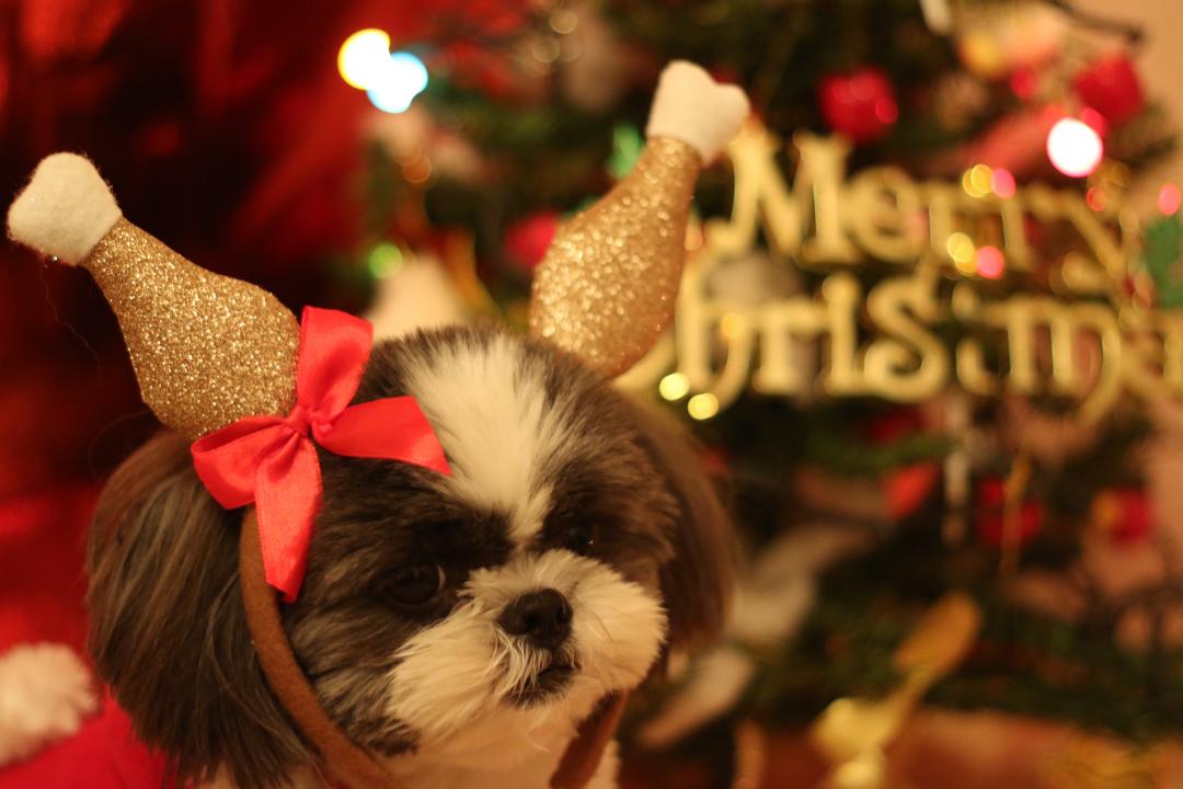 クリスマスにはボクもチキンが食べたいワン♪