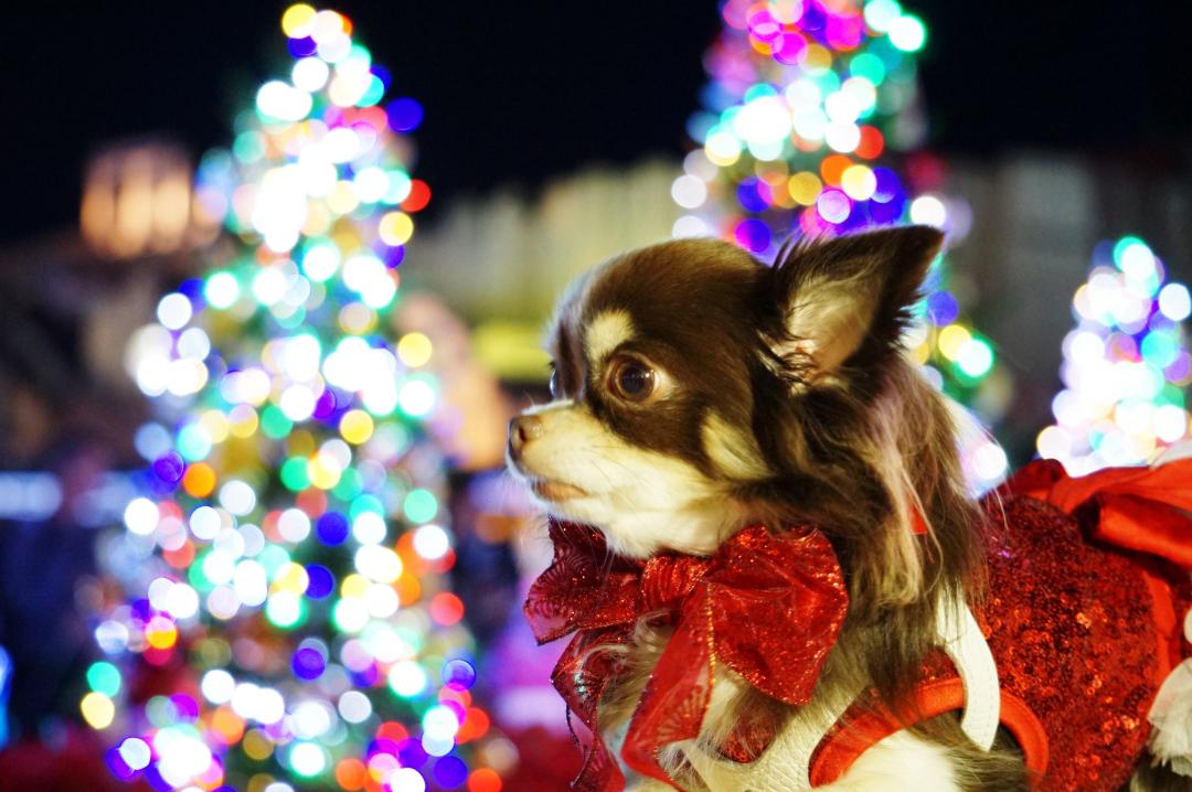 クリスマスイルミネーション☆