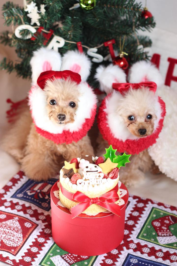 うさンタ姉妹でクリスマスケーキ♪♪