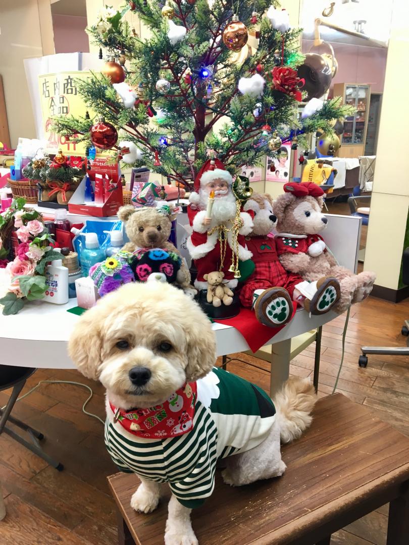 Merry Christmas Aikoさんの投稿写真 犬 愛犬フォトコンテスト イヌトミィ