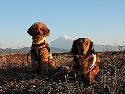 富士山と愛犬