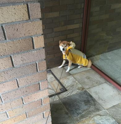 今年こそは…雨の日でもお散歩行けるようになるぞー！