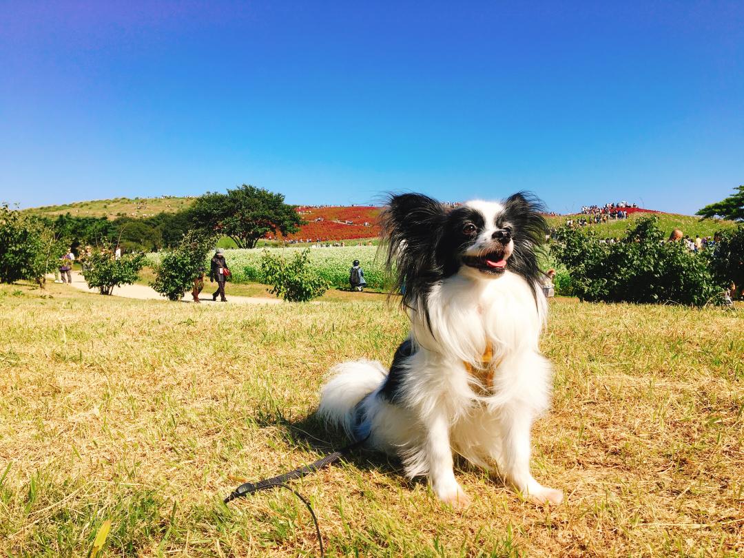 優雅な愛犬