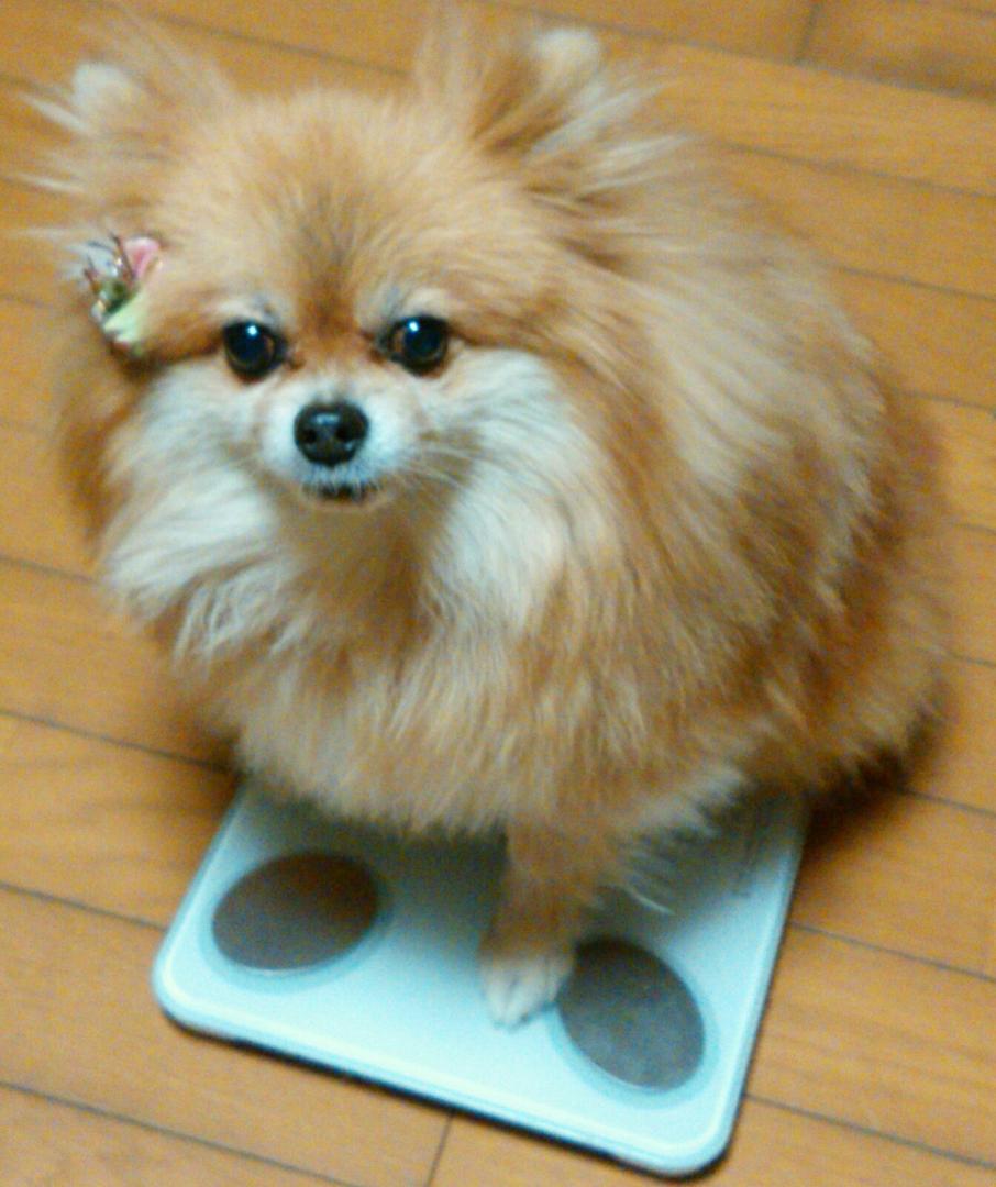 ダイエット