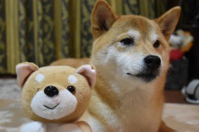 今年こそは…おもちゃのぬいぐるみの目をとるのやめましょう(ｰｰ;)