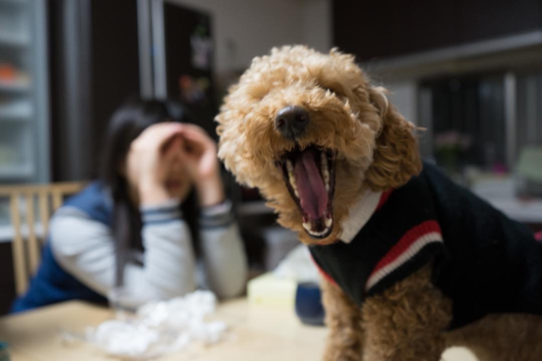 お笑い芸に磨きをかける！