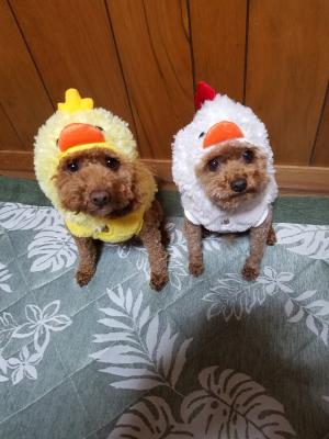 鳥犬でしょ