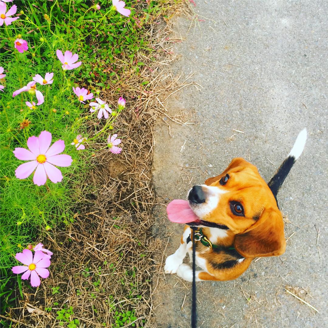 今年こそは花をとってやる！