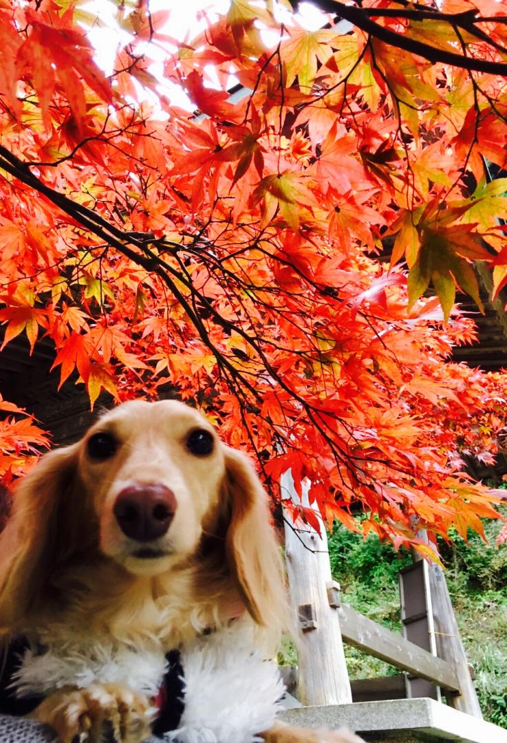 愛しい彼女と紅葉へ行こう