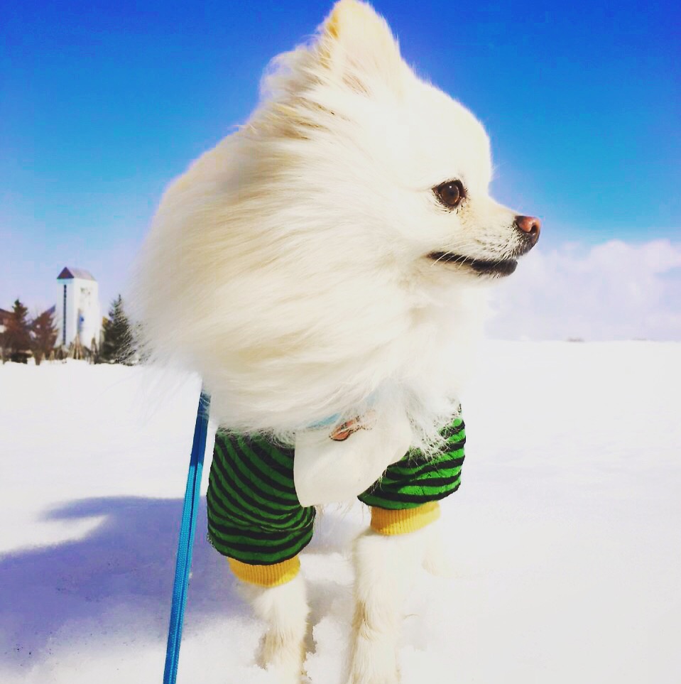 雪原にて！