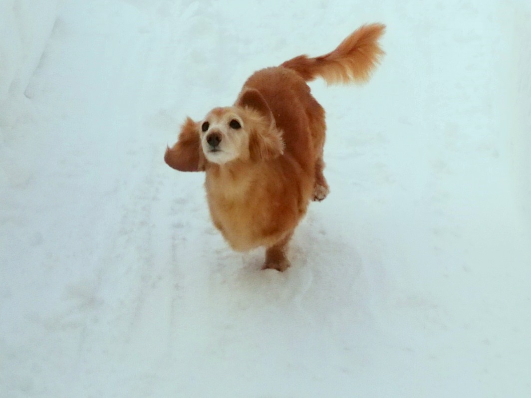 雪山をダッシュ！！！