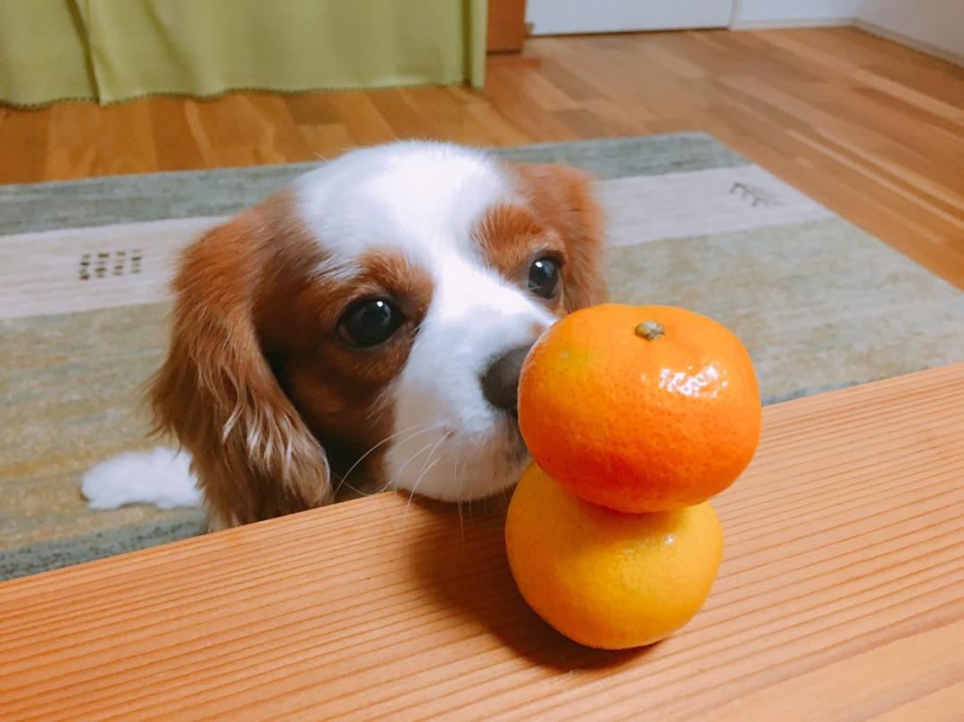 今年こそ美味しいものいっぱい食べてやる