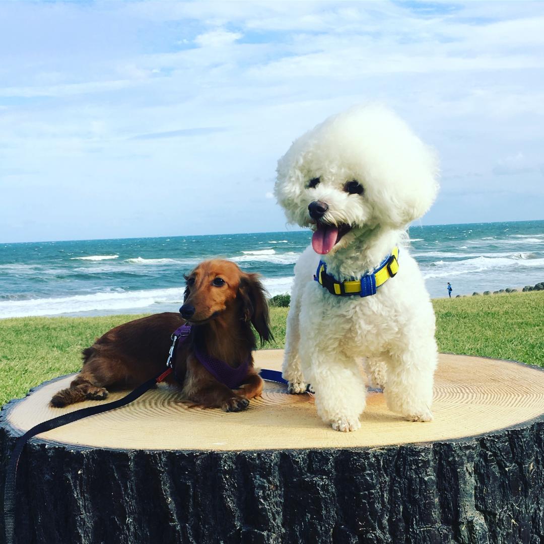 今年こそはモデル犬のように